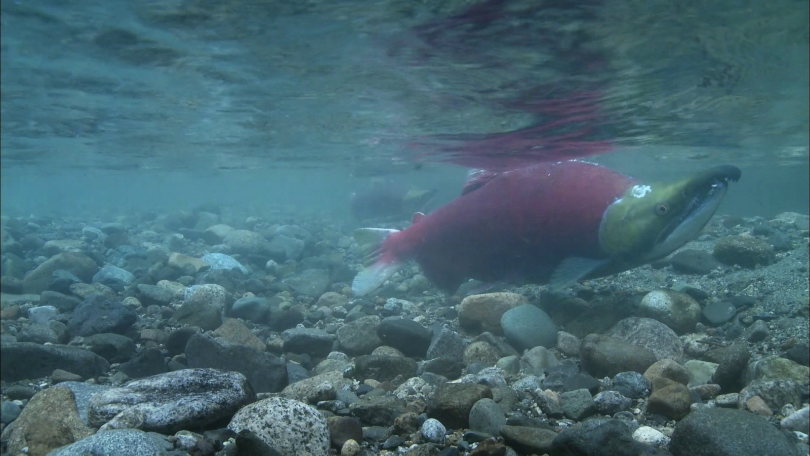 Ecotrust: Announcement of BC Salmon Restoration and Innovation Fund