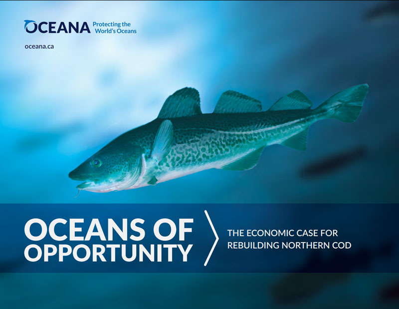 Oceana – Oceans of Opportunity: The Economic Case for Rebuilding Northern Cod