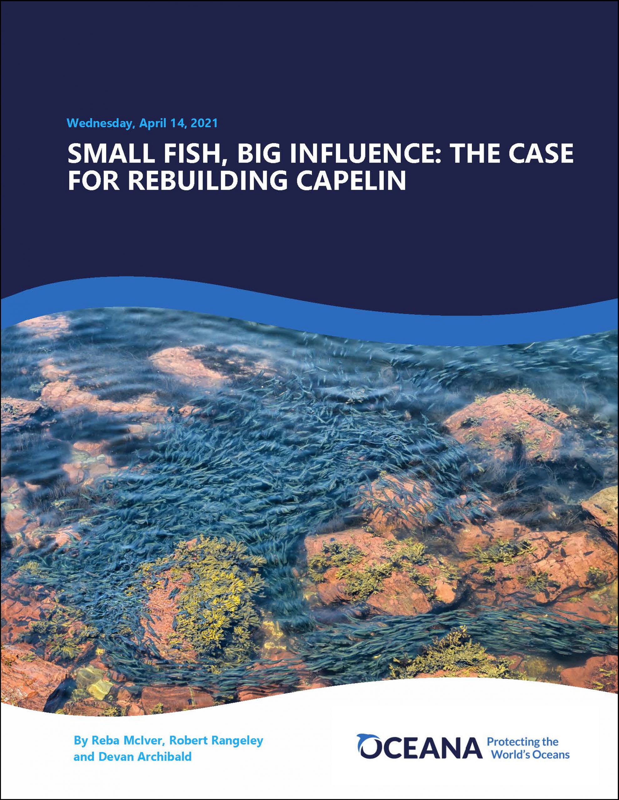 Oceana: Small fish, big influence: the case for rebuilding capelin